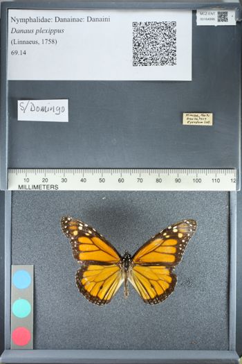 Media type: image;   Entomology 164996